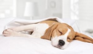 Anestesia-nel-cane-e-nel-gatto-cane-e1632407157162-300×175-1