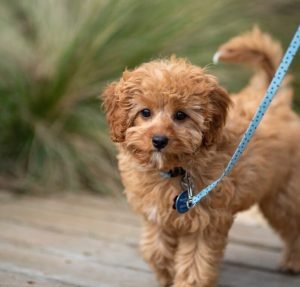 abituare-il-cane-al-guinzaglio-696×665-1