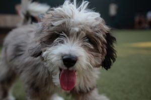 adottare-cane