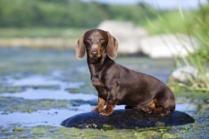 alghe-cane-e1649144459711-696x461-1