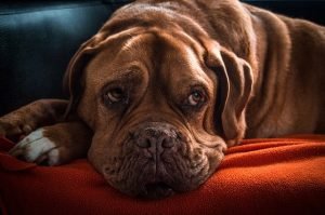 alimentazione-cane-anziano