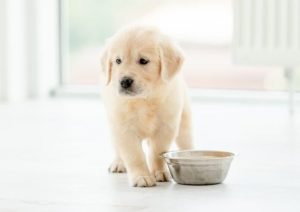 alimentazione-cucciolo-cane-696x491-1