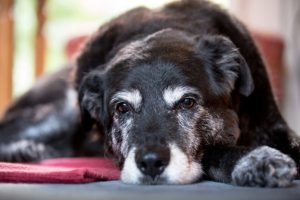 alimentazione-del-cane-anziano-696×464-1