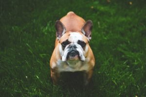 ansia-nel-cane