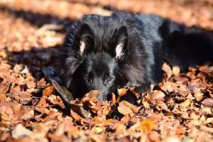belgian-shepherd-dog-1831177_960_720