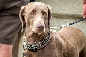 benessere-animali-da-compagnia-collare
