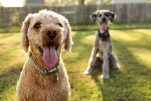 cane-aggressivo-persone-300×200-1