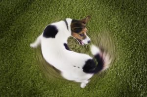cane-agitato-che-gira