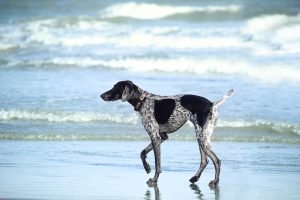 cane-al-mare