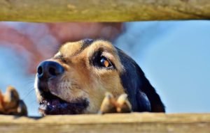cane-che-abbaia-696×442-1