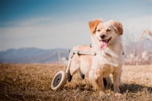 cane-disabile-montagna-e1657622821522-696x465-1