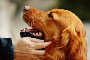 cane-donatore-di-sangue