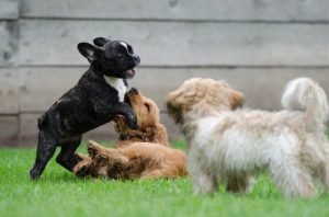 cane-iperattivo-696×460-1
