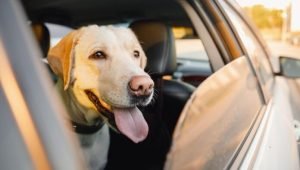 ¿Es posible llevar al perro en el coche de alquiler? cane-nellauto-a-noleggio-si-viaggiare-696x394-1