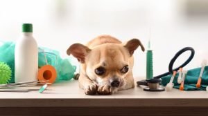 cane-quanto-costa-veterinario-1024×575-1