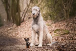 cani-di-taglia-grande-696×464-1