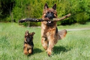 cani-empatici-simili