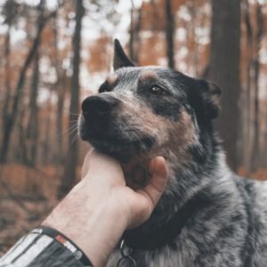 cani-riconoscono-i-bugiardi