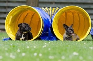 canine-cross-training
