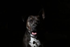 disfunzione-cognitiva-negli-animali-anziani