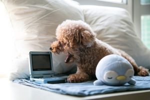 dog-TV