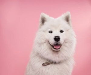 educare-il-cane-696×575-1