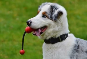 educare-il-cane-7-300×204-1