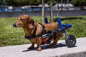 ernia-del-disco-cane-carrellino