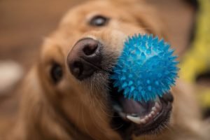 giocare-con-il-cane-696×464-1