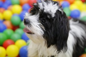 giochi-educativi-con-il-cane