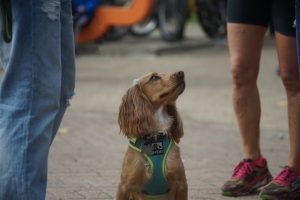 i-cani-riconoscono-le-persone-negative