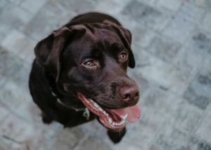igiene-orale-del-cane