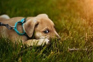 inibizione-del-morso-nel-cucciolo