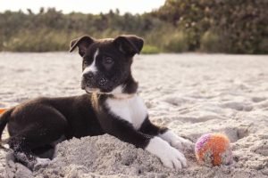 insegnare-al-cane-come-comunicare-696×464-1