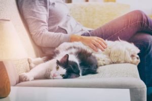 intelligenza-del-cane-e-del-gatto-696×465-1