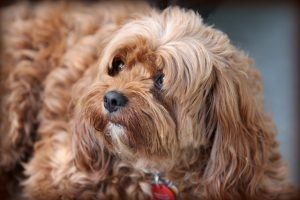 ipotiroidismo-nel-cane
