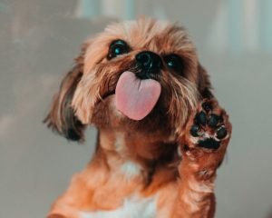 quanta-carne-dare-al-cane-alimentazione-del-cane