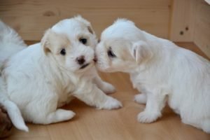 riproduzione-del-cane-3-300×200-1
