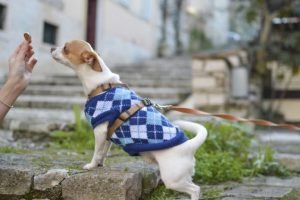 snack-per-cani-696×463-1