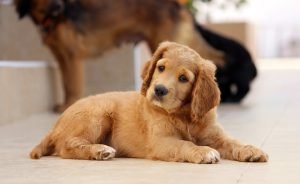 socializzazione-del-cane
