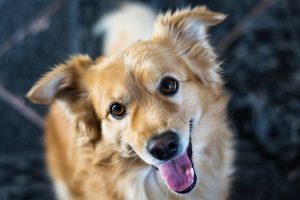 spazio-comunicazione-cane