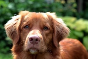 spazzolare-il-cane