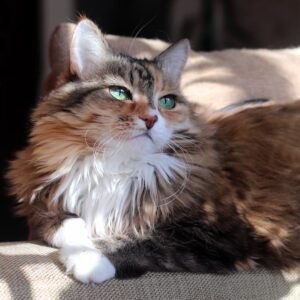 vaccinare-animali-gatto-300×300-1