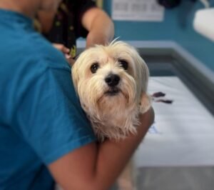 veterinario-deve-garantire-le-cure-urgenti-e1644598196971-300×266-1