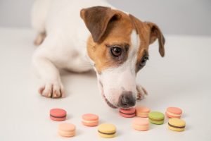 xilitolo-cane-1024×681-1